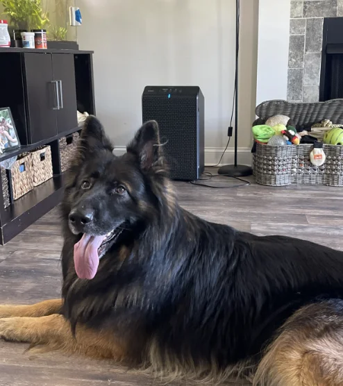 Winix 5500-2 air purifier next to a dog bed